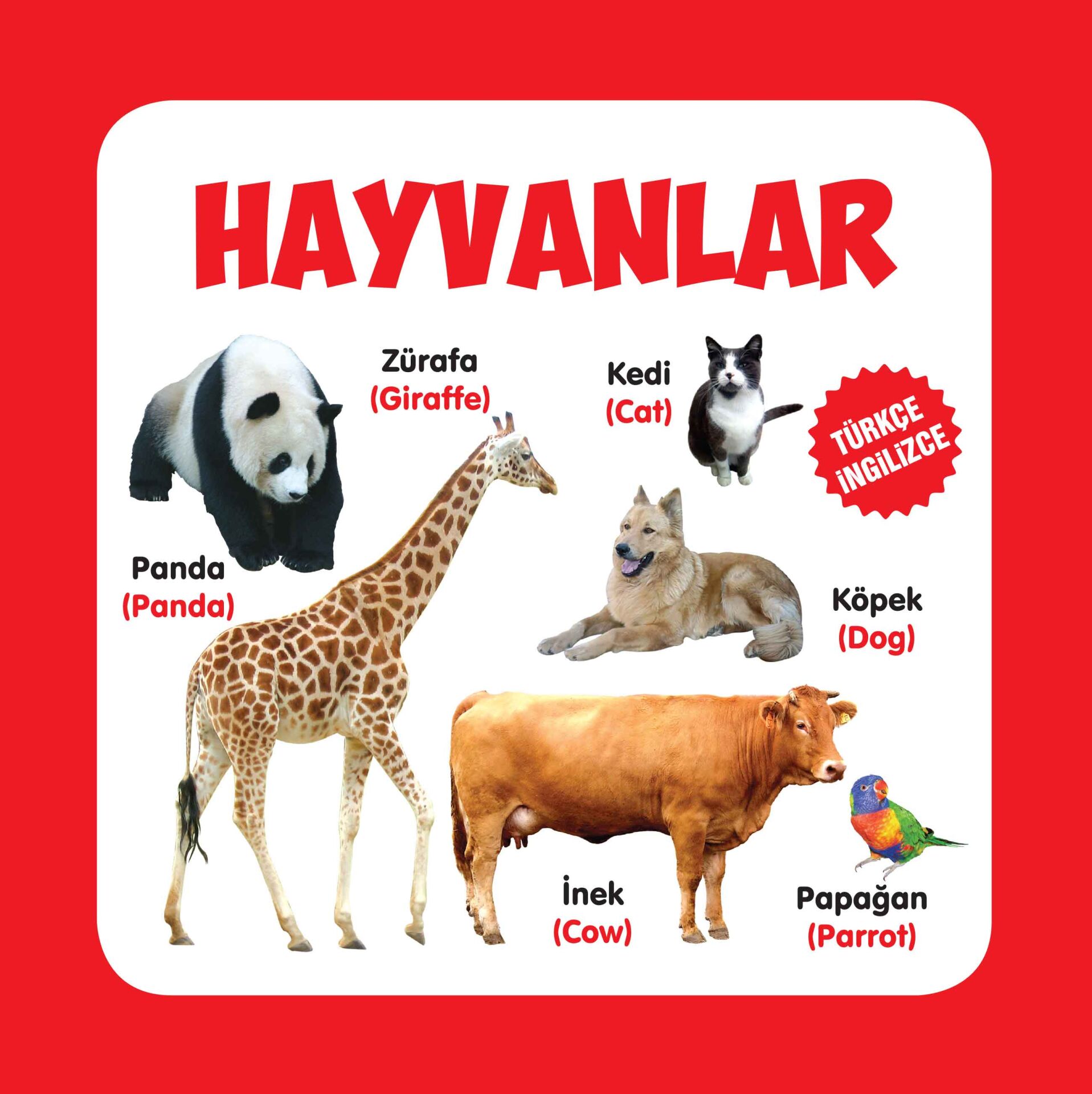 Hayvanlar - Karton Kitaplar